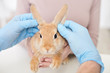 © Yakobchuk Olena - Professional male vet is analyzing animal health