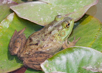 Poster - Bullfrog On A Lilly Pad