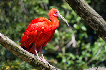 Roter Ibis (Eudocimus ruber)