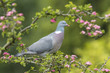 Wood Pigeon, Columba palumbus,