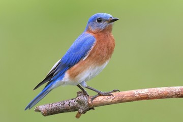 Aufkleber - Male Eastern Bluebird