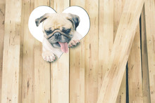 Puppy Cute Dog Pug Looks Through A Hole Heart In The Wall