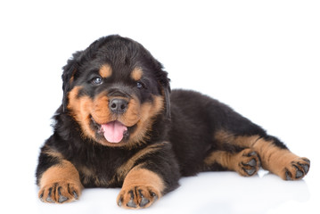 Wall Mural - Small rottweiler puppy lying. Isolated on white background