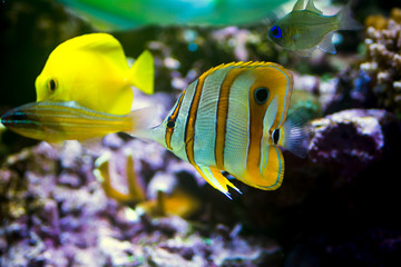 Wall Mural - Copper band butterfly fish in aquarium