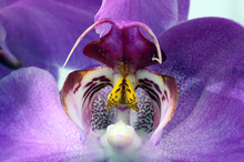 Macro Of Purple Orchid Flower