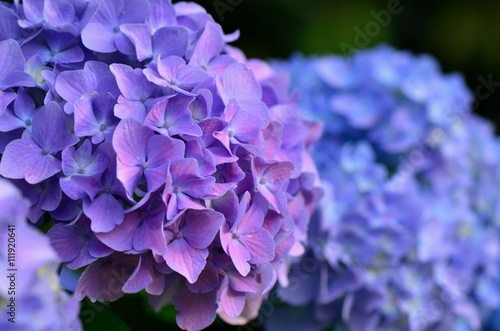 青の紫陽花と紫の紫陽花 Buy This Stock Photo And Explore Similar Images At Adobe Stock Adobe Stock 青の紫陽花と紫の紫陽花 Buy This Stock Photo And Explore Similar Images At Adobe Stock Adobe Stock