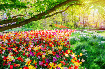 Spring landscape with multicolor tulips