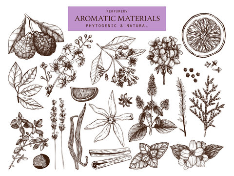 Vector collection of hand drawn perfumery and cosmetics materials sketch. Vintage set of aromatic plants for  cosmetics and scented industry