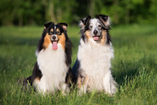 Two Adorable Sheltie Dogs Sitting Together Outdoors