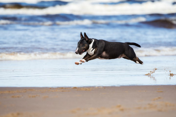  english bull terrier dog running on a beach