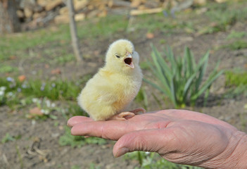 Canvas Print - Very small chicken 3