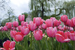 Tulipany