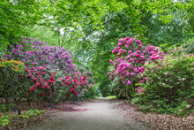 Blooming Rhododendrons In A Public Park
