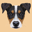 Illustrated Portrait of Ratonero Bodeguero Andaluz dog.