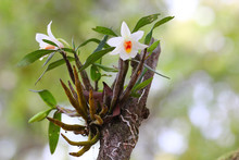 The Orchid Dendrobium Christyanum Origin Thailand.
