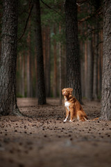 Wall Mural - Dog Nova Scotia Duck Tolling Retriever walking in summer park