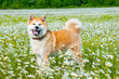 Akita - young dog standing on the green field.