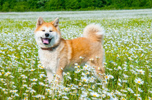 Akita - Young Dog Standing On The Green Field.