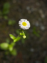 Daisy Fleabane Flower: A Tiny Daisy-like Wildflower Called Daisy Fleabane
