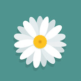 Vector chamomile flower isolated on blue background 
