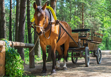 Brown Horse With Cart In The Forest.