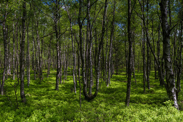  Birch tree forest in spring at a marsh