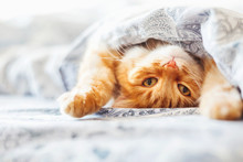Cute Ginger Cat Lying In Bed Under A Blanket. Fluffy Pet Comfortably Settled To Sleep. Cozy Home Background With Funny Pet.