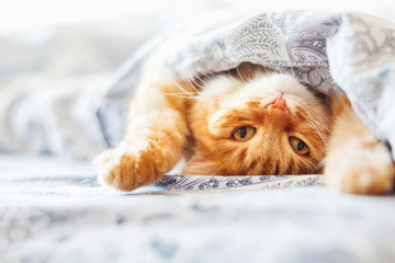 Wall Mural - Cute ginger cat lying in bed under a blanket. Fluffy pet comfortably settled to sleep. Cozy home background with funny pet.