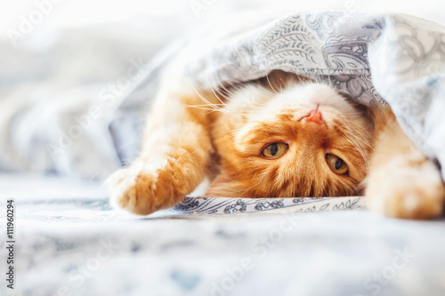 Zdjęcie XXL Śliczny imbirowy kota lying on the beach w łóżku pod koc. Puszysty zwierzak wygodnie usadowiony do snu. Przytulne tło domu z zabawnym zwierzakiem.