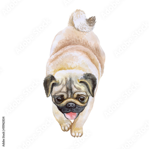 Watercolor Closeup Portrait Of Chinese Wrinkled Pug Dog Isolated