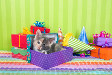 Wall Mural - two month old calico tabby kitten peeking out of birthday present in a pile of brightly colored boxes with party hats, bright green stripped background with space for copy above