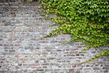 Old Brick Wall With Green Ivy