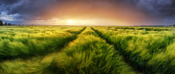 Poster - Storm and light on meadow, Panorama landscape