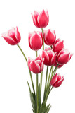 Fototapeta Tulipany - Flowers