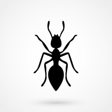 Ant Icon