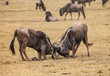wildebeest fight