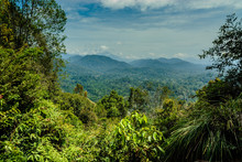 Scenery Inside The Forest Taman Negara In Malaysia
