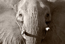 African Elephant In Black And White