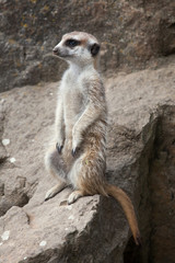 Poster - Meerkat (Suricata suricatta), also known as the suricate.