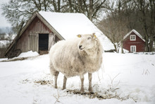 A Sheep On Wintery Pasture