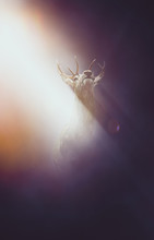 Frightened Deer Illuminated In A Shaft Of Light