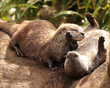 A family of Oriental Short Clawed Otters cuddling