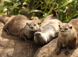 Wall Mural - A family of Oriental Short Clawed Otters cuddling