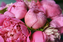 Delicate Fresh Flowers And Buds Big Pink Peonies With Drops After Rain Close Up
