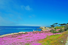 California, Usa: Piante Grasse In Fiore Sulla Spiaggia Di Pacific Grove, Città Sulla Costa Della Contea Di Monterey 