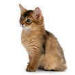 Portrait of a cute somali kitten