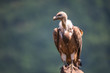Griffon Vulture in a detailed portrait, standing on a rock overs