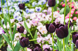 Fototapeta Tulipany - Black tulips on the background of flowering flower beds
