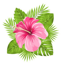  Beautiful Pink Hibiscus Flowers Blossom And Tropical Leaves