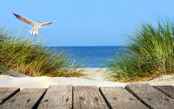 Fototapete - Ostseestrand mit Holzsteg, Dünen und Möwe